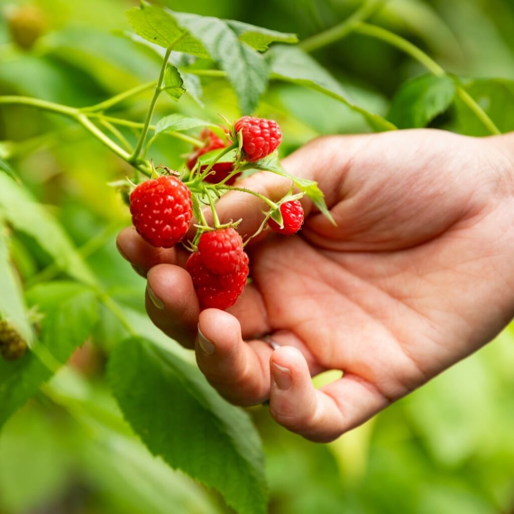 esperienza-raccogliere-frutta
