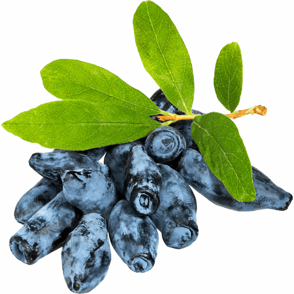 piccolo-frutto-di-chiara-proprieta-haskap